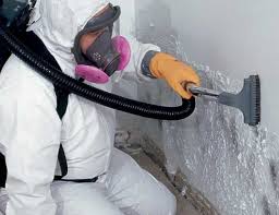 Best Black Mold Removal  in Bellevue, WA